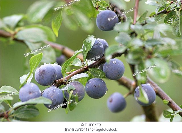blackthorn, sloe Prunus spinosa, fruits