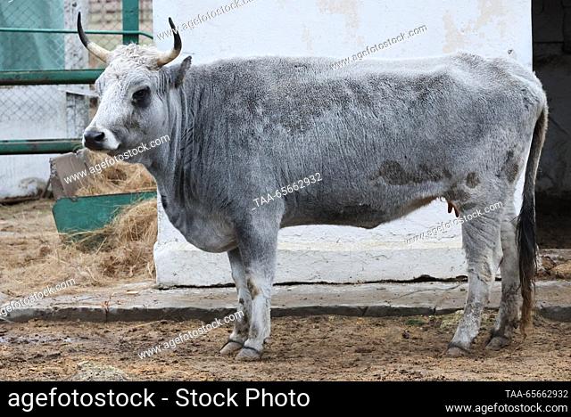 RUSSIA - DECEMBER 11, 2023: A Ukrainian Grey cow in the Askania Nova biosphere reserve. With a total area of 33, 307 hectares, of which more than 11