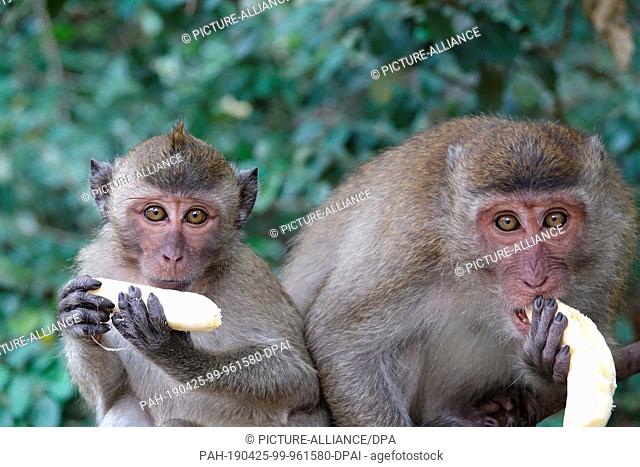 04 March 2019, Thailand, Takua Thung: Two macaque monkeys hold bananas at Wat Suwan Kuha, also called Wat Tham (""cave temple"")