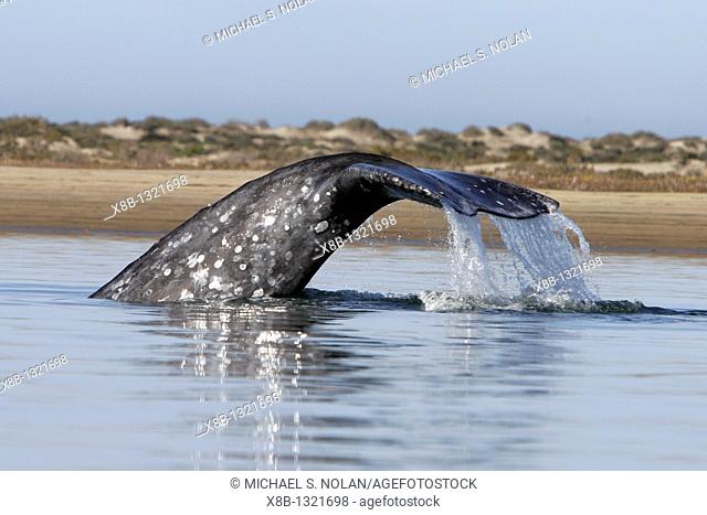 California Gray Whale Eschrichtius robustus fluke-up dive in calving lagoons along the Pacific side of the Baja Penninsula  Pacific Ocean