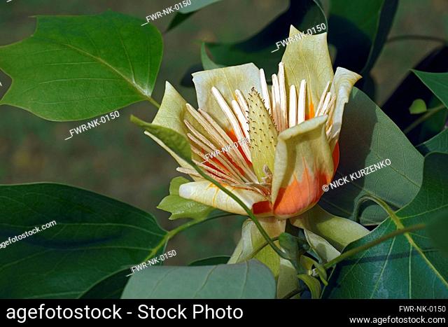 Tulip tree, Liriodendron tulipifera, Single yellow coloured flower growing outdoor on the plant
