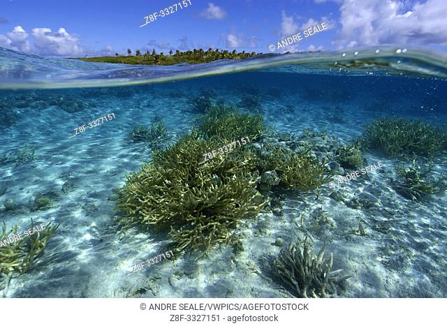 Split image of staghorn coral, Acropora sp. , and uninhabited island, Ailuk atoll, Marshall Islands, Pacific