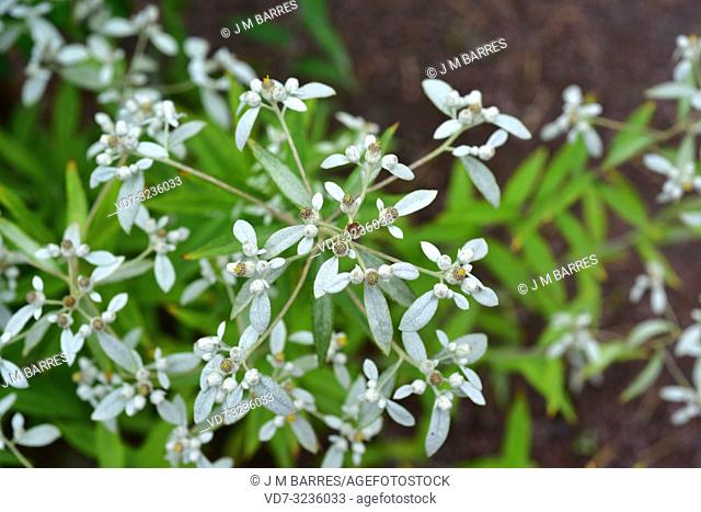 Japanese edelweiss (Leontopodium japonicum) is a perennial herb native to Japan and China. Flowering plant