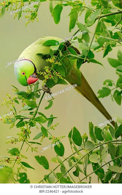 Indian Ring-necked Parakeet or Rose-ringed Parakeet (Psittacula krameri manillensis), male, Keoladeo Ghana National Park, Rajasthan, India, Asia
