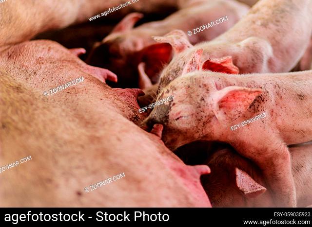 Cute newborn piglets are trying to suckle from its mother pig. Scramble for the newborn piglet suckling pig mother
