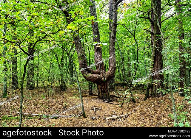 Europa, Poland, Voivodeship Masovian, Kampinoska forest - Kampinos National Park