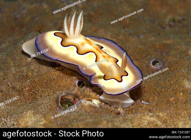 Goniobranchus coi (Chromodoris coi), Opisthobranchia, nudibranch, crawls over stony coral, Banda Sea, Pacific Ocean, Saparua, Island, Moluccas, Indonesia, Asia