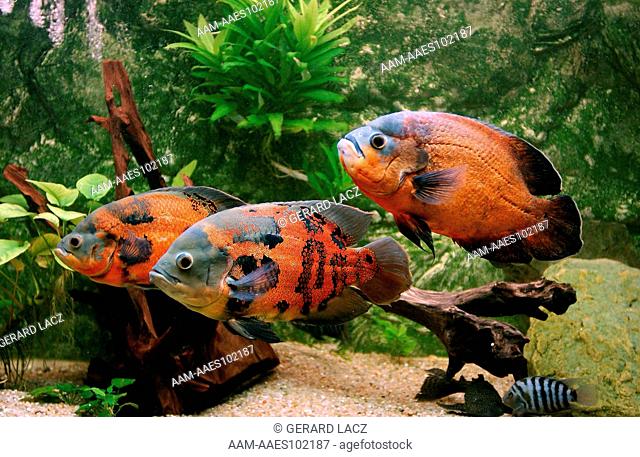 Tiger Oscar Fish (Astronotus Ocellatus) Cichlid Of South America