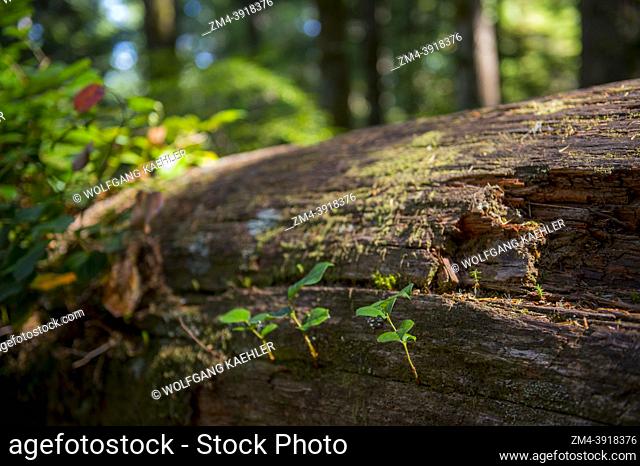 Salal (Gaulthoria shallon) plants growing out of a nursing tree in the old growth forest in the Sol Duc Valley, Olympic Peninsula in the Olympic National Park...