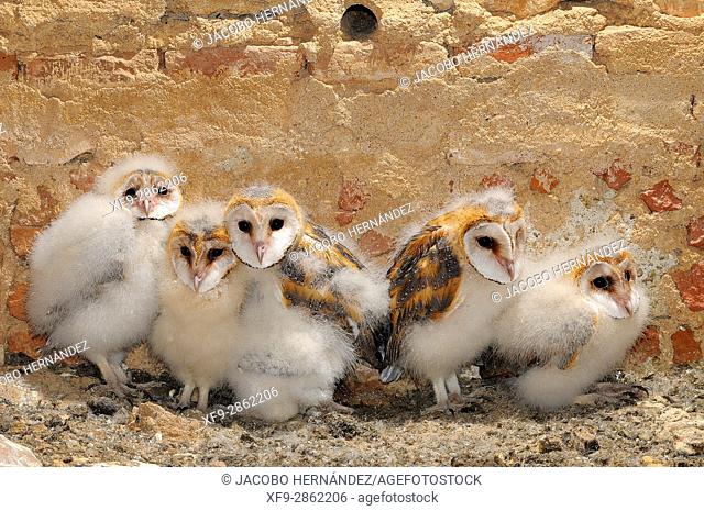 Barn owl breeding (Tyto alba).La Albuera.Badajoz province.Extremadura.Spain