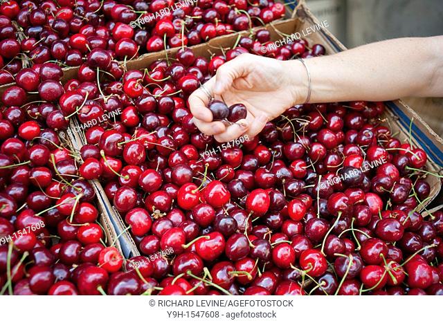 A shopper cherry picks cherries at a supermarket in New York