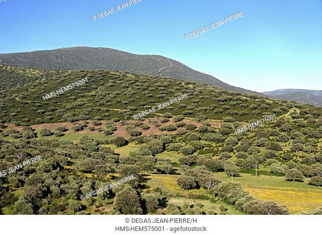 Spain, Extremadura, Sierra of Guadalupe, Trujillo road, landscape of olive trees