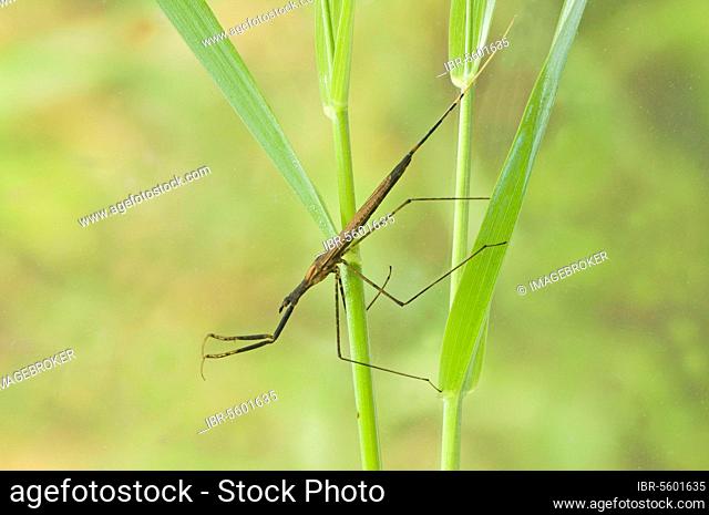 Stick bug, Water needle (Ranatra linearis), Stick bugs, Water needles, Other animals, Insects, Animals, Bug, Bugs, Water stick insect adult