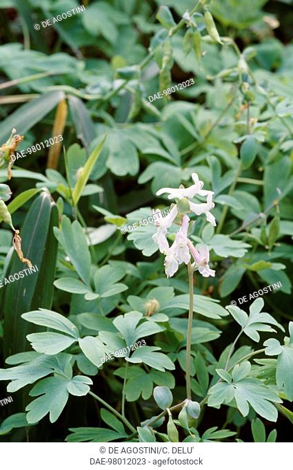 Holewort or Hollow leek (Corydalis cava), Papaveraceae
