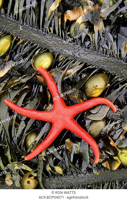 Red Sea Star, Botanical Beach, Vancouver Island, British Columbia, Canada