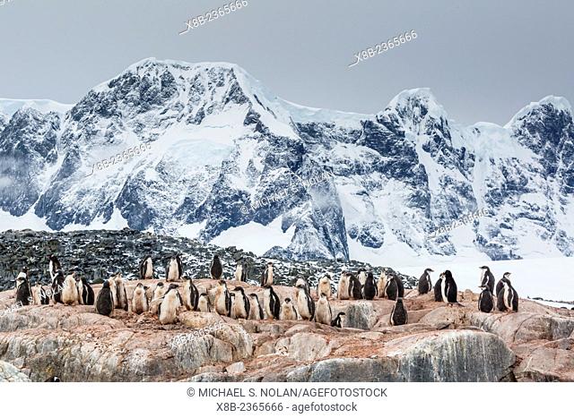 Gentoo penguin nesting colony, Pygoscelis papua, Jougla Point, Wiencke Island, Antarctica
