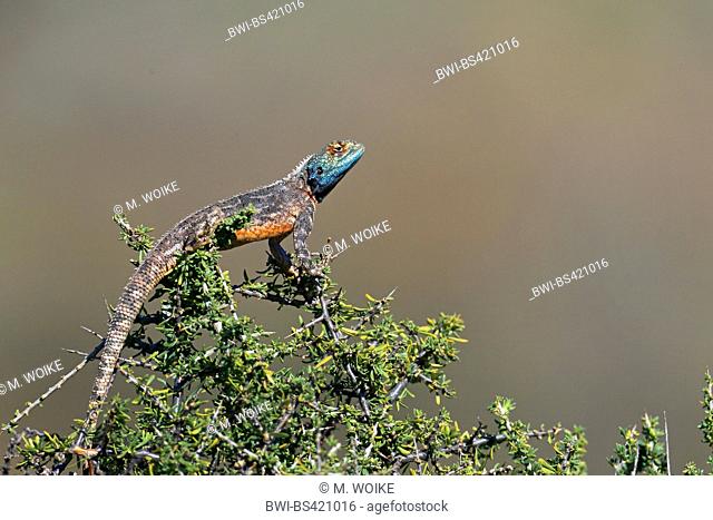 Namib rock agama (Agama planiceps), sits on a bush in the sun, South Africa, Western Cape, Karoo National Park