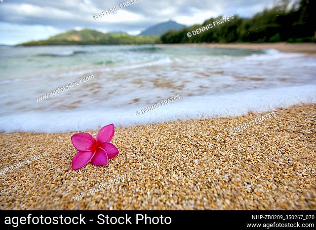 Red plumeria or frangipani on beach. Kauai, Hawaii
