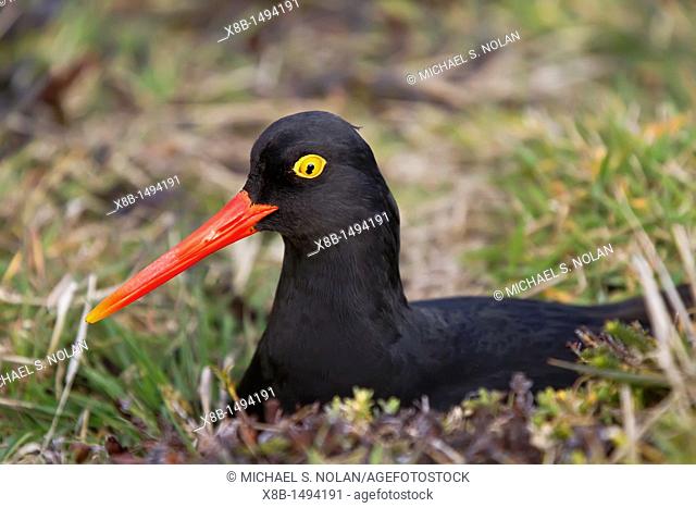 Adult Magellanic oystercatcher Haematopus leucopodus on nest on Carcass Island in the Falkland Islands, South Atlantic Ocean MORE INFO This bird is a species of...