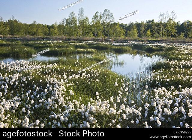 Common cottongrass (Eriophorum angustifolium) in a rewetting area, Emsland, Lower Saxony, Germany, Europe