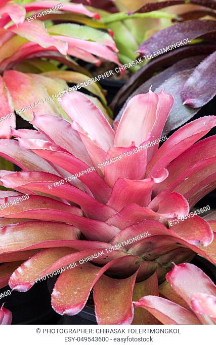Bromeliad flower in various color in garden for postcard beauty decoration and agriculture concept design