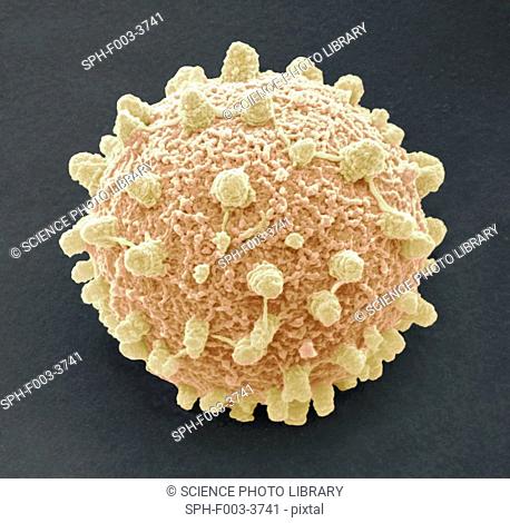 Puffball fungus spore, coloured scanning electron micrograph SEM. This is the reproductive cell of the fungus. Magnification: x3000 when printed at 10...