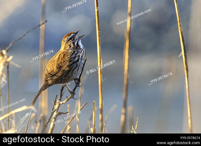 Song Sparrow. (Melospiza melodia) singing -Victoria, Vancouver Island, British Columbia, Canada