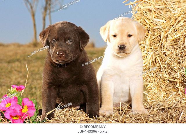 two Labrador Retriever puppies - sitting on straw