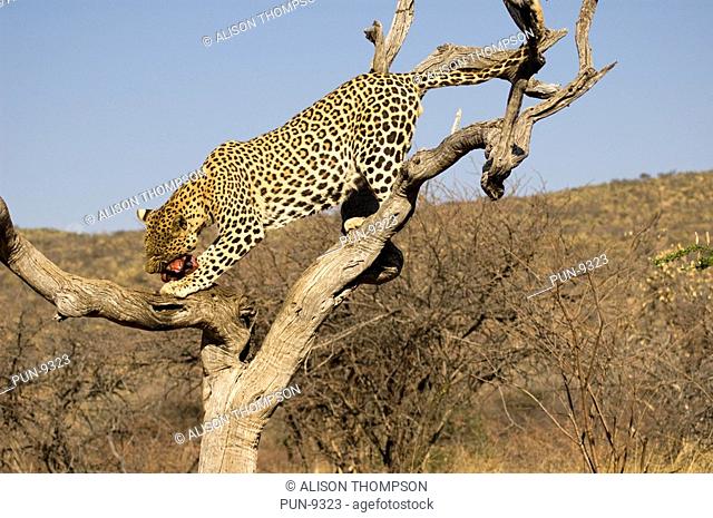 Leopard Panthera pardus in a tree at The Africat Foundation, Namibia
