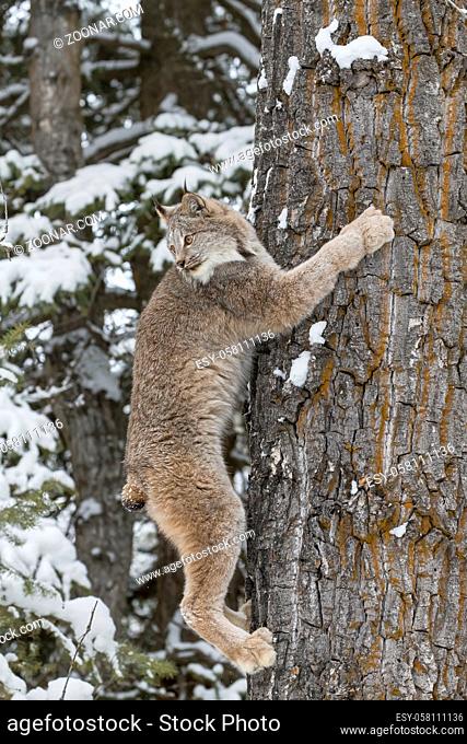 A bobcat hunts for prey in a snowy forest habitat
