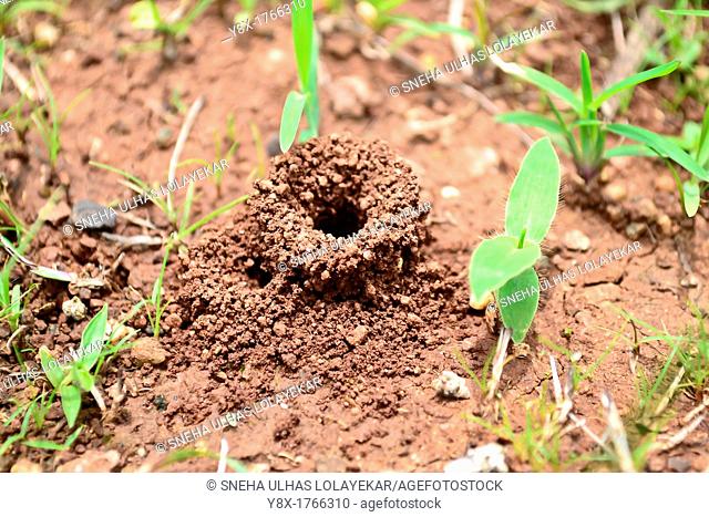 Architecture Animal Harvester Ants Nest, poona, Maharashtra, India