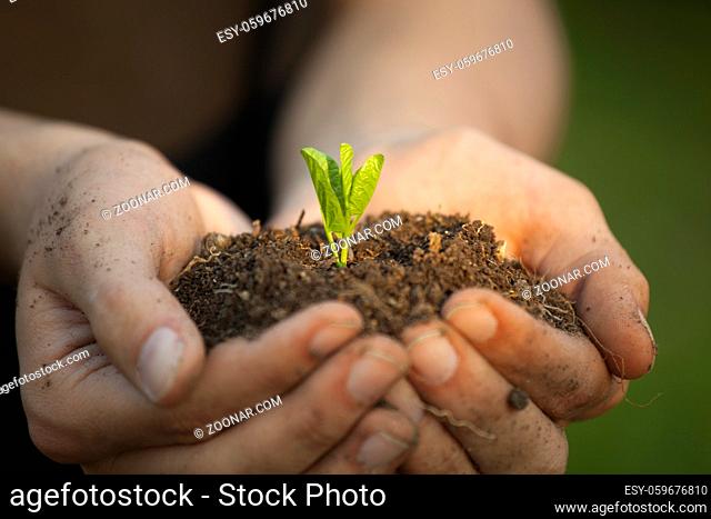 Hands holding little green plant seedleng