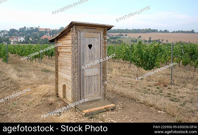 06 September 2022, Saxony-Anhalt, Müncheroda: A toilet house stands in a vineyard. In the vineyard, grapes of the Solaris variety were picked for the production...