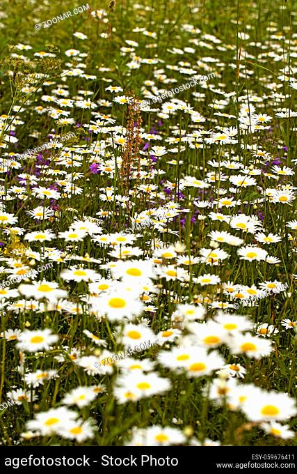 the white camomiles growing in a field. small depth of sharpness