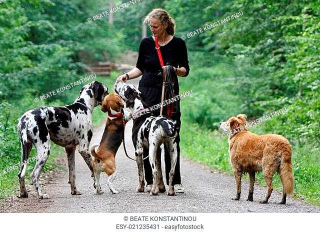 Frau mit vielen Hunden