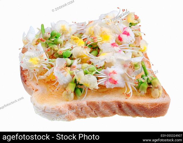 Fried toast bread with petals of spring chestnut tree flowers- exotic food. Isolated on white studio macro shot