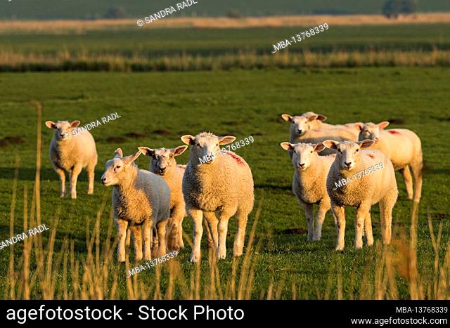 Flock of sheep near Westerhever, evening light, Eiderstedt peninsula, Schleswig-Holstein Wadden Sea National Park, Germany, Schleswig-Holstein, North Sea coast