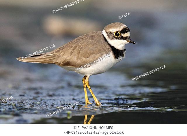Little Ringed Plover (Charadrius dubius) adult, breeding plumage, standing on mud, Hong Kong, China, October