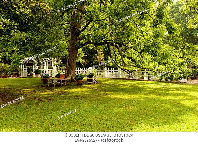 A white picket fence and arbor gate with a path, boxwoods and a large pecan tree.Georgia USA