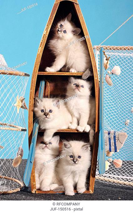 Sacred cat of Burma - five kittens in boat