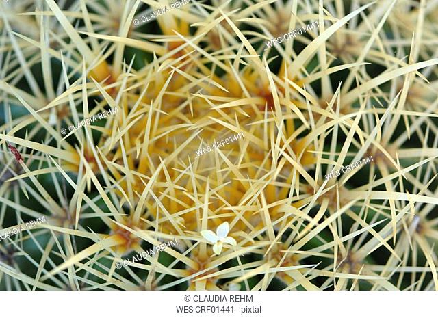 Golden Barrel Cactus Echinocactus grusonii, full frame