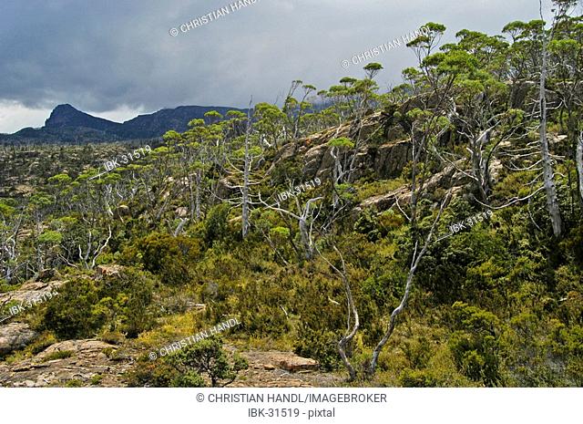 The Labyrinth near Pine Valley on Overland Track in Cradle Mountain Lake St Clair Nationalpark Tasmania Australia