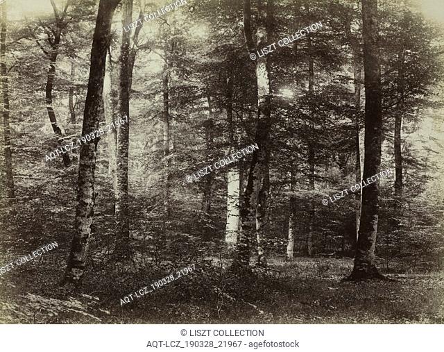 Untitled (The Forest of Fontainbleau), c. 1874. Constant Alexandre Famin (French, 1827-1888). Albumen print, coated, from wet collodion negative; image: 17