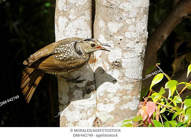 Regent Bowerbird (Sericulus chrysocephalus), female, Queensland, Australia