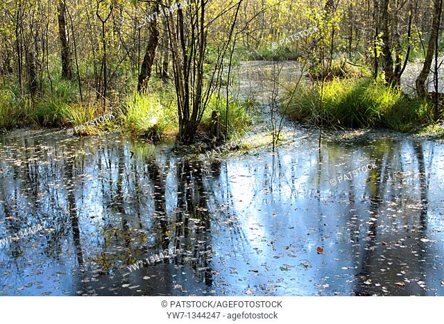 Swamps in Kampinos National Park, Poland