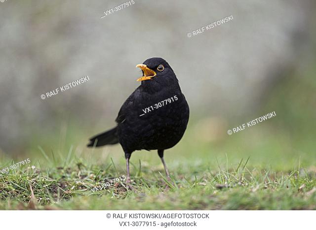 Common Blackbird ( Turdus merula ), black male, sitting on the ground, singing, courting, open beak, bill, frontal view, wildlife, Europe