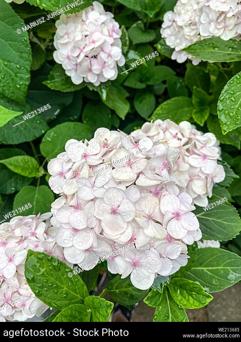Bigleaf hydrangea (Hydrangea macrophylla) is a species of flowering plant in the family Hydrangeaceae, native to China and Japan
