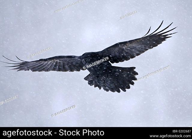Common raven (Corvus corax) in winter, snow drift, Norway, Europe