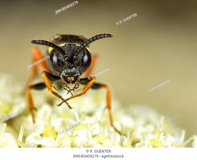 digger wasp (Nysson maculosus), Female foraging on Wild Carrot (Daucus carota), Germany