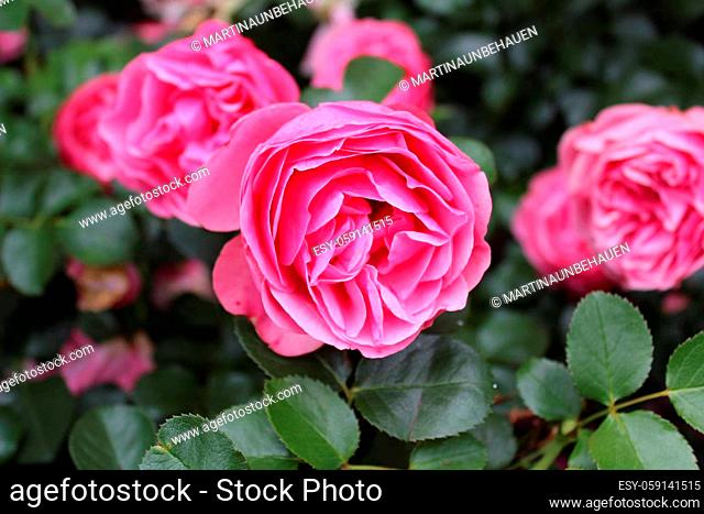pink rose with buds in the garden